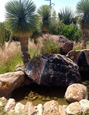  Jardín Botánico de Guanajuato: สวนบอนไซที่สวยงามและประวัติศาสตร์อันยาวนานของกัวนาฮัวโต